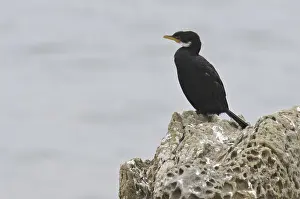 Little Pied Cormorant (Microcarbo melanoleucos)