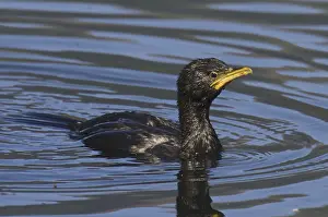Little Pied Cormorant (Microcarbo melanoleucos)