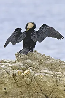 Little Pied Cormorant (Microcarbo melanoleucos)