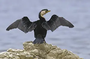 Little Pied Cormorant (Microcarbo melanoleucos)
