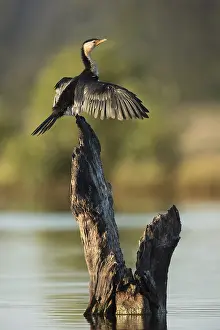 Little Pied Cormorant (Microcarbo melanoleucos) perched on a stump in water