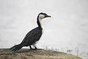 Little pied cormorant (Microcarbo melanoleucos) sitting on the shore in Victor Harbor