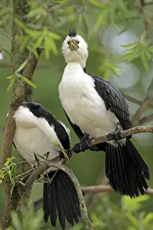 Little Pied Cormorant (Phalacrocorax melanoleucos)