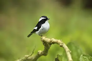 Little Pied Flycatcher (Ficedula westermanni) male perched on a branch