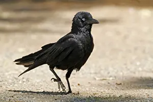 Little raven (Corvus mellori), Common Crows