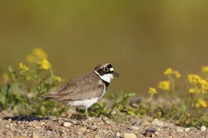 Little ringed plover (Charadrius dubius)