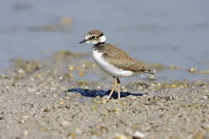 Little Ringed Plover (Charadrius dubius)