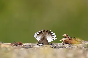 Little ringed plover (Charadrius dubius)