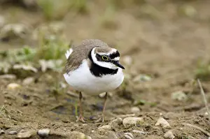 Little ringed plover (Charadrius dubius)