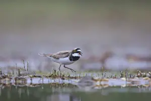 Little Ringed Plover (Charadrius dubius)