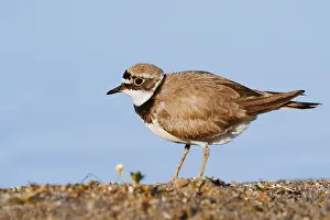 Little Ringed Plover (Charadrius dubius)