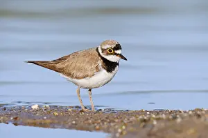 Little Ringed Plover (Charadrius dubius)