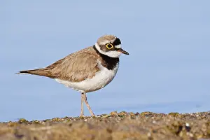 Little Ringed Plover (Charadrius dubius)