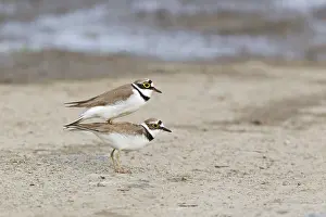 Little Ringed Plover (Charadrius dubius) adult pair
