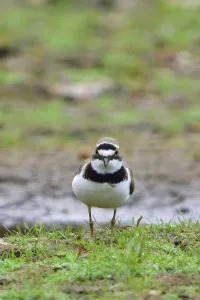 Little ringed plover foraging