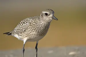 Little Ringed Plover (Pluvialis quatarola)