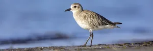 Little Ringed Plover, (Pluvialis squatarola)