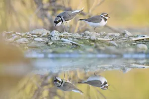 Little ringed plovers (Charadrius dubius)