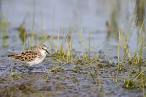 Little sandpiper, (Calidris minuta)