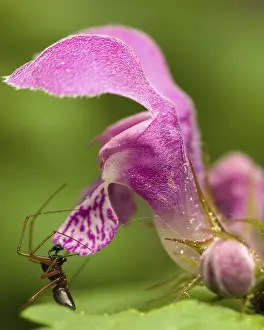 Little spider, doing ant mimicry