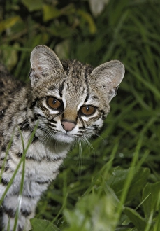 Little Spotted Cat (Leopardus tigrinus)