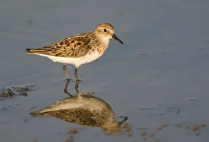 Little stint (Calidris minuta)