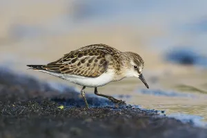 Little Stint (Calidris minuta) foraging