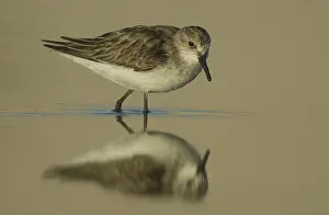 Little Stint (Calidris minuta) foraging