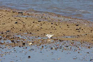 Little Tern juvenile (sternula albifrons) on the beach at Winterton-on-Sea Norfolk
