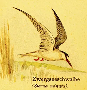Little tern (Sternula albifrons) in flight