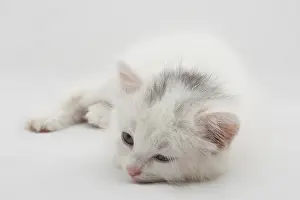 Little white kitten lying isolated on white background