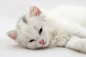 Little white kitten lying isolated on white background