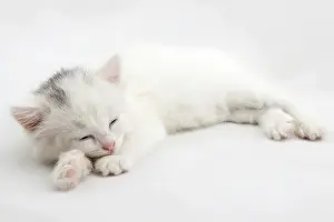 Little white kitten lying isolated on white background