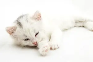Little white kitten lying isolated on white background