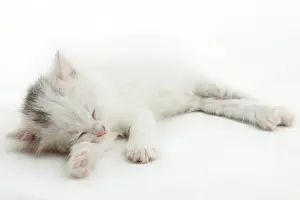 Little white kitten lying isolated on white background