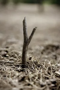 Little wood dry stick growing from the pine forest floor
