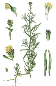 Little yellow toadflax (Linaria simplex)