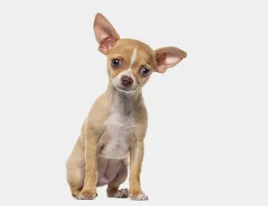 Little young short haired Chihuahua puppy