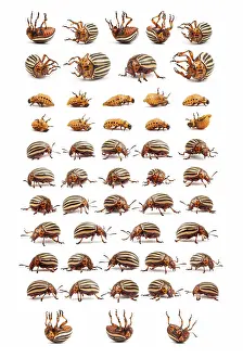 Live and dead a colorado potato beetles