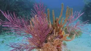 Lively, colourful coral formation with American gorgonian (Antillogorgia americana) under water with blue background