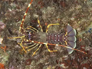 Lively European crawfish (Palinurus elephas) with distinctive orange-purple armor in the Mediterranean near Hyeres