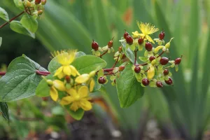Lively hypericum with yellow flowers and red berries