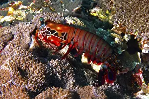 Lively mantis shrimp, clown mantis shrimp (Odontodactylus scyllarus)