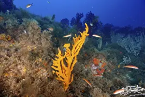 A lively reef with orange structures