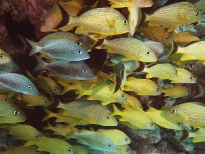 A lively school of yellow fish