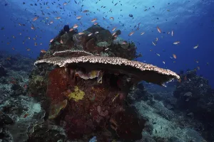Lively underwater reef with table coral (Acropora hyacinthus) and colourful fish against a blue background