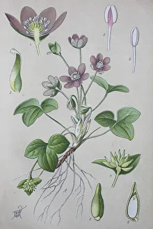 Liverleaf (Hepatica nobilis), historical illustration from 1885