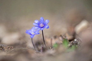 Liverwort (Hepatica nobilis) on forest soil