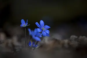 Liverwort (Hepatica nobilis) on forest soil