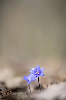 Liverwort (Hepatica nobilis) on forest soil